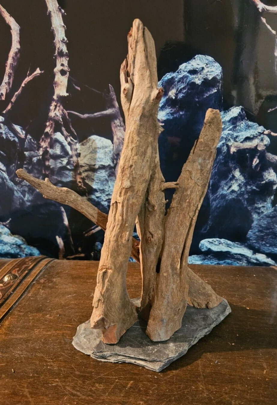 Sera Scaper Wood M auf Schieferplatte, Wurzelholz für Aquarium, 19x14x26cm, geeignet für Welse, natürlicher Aquariendekor