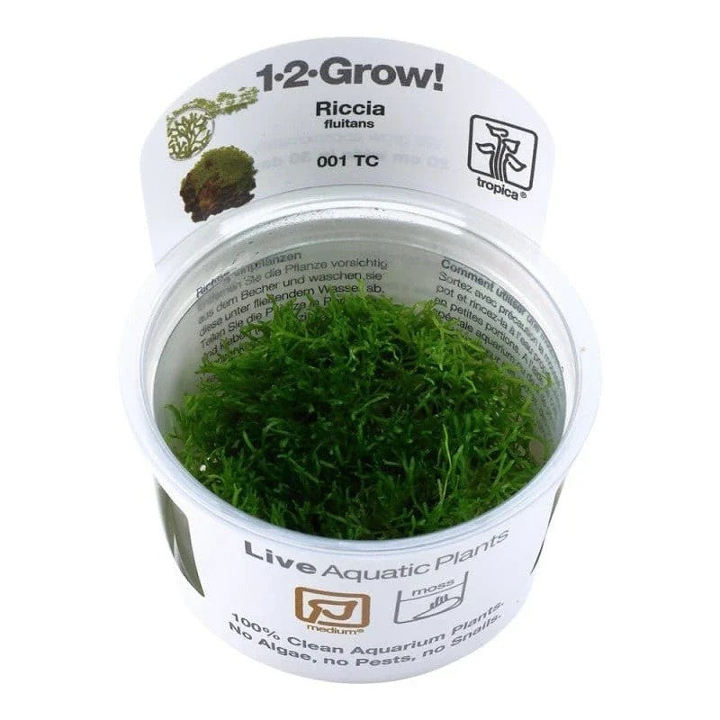 Tropica Riccia fluitans 'Teichlebermoos' in-vitro für Teich und Aquarium, grüne Wasserpflanze mit Medaka-Fischen.