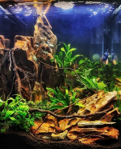 ARKA mySCAPE-Dragon Rocks Drachenstein aus Stein, 5kg Aquarium Dekor, ca. 10-30cm große, natürliche Steine für Aquarien