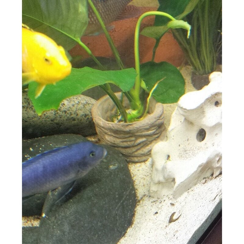 Kleine Pflanzstele aus Schiefer und Ton, 11 cm, für Pflanzen, Aquarien und Terrarien, naturbelassen, ideal für Dekoration.