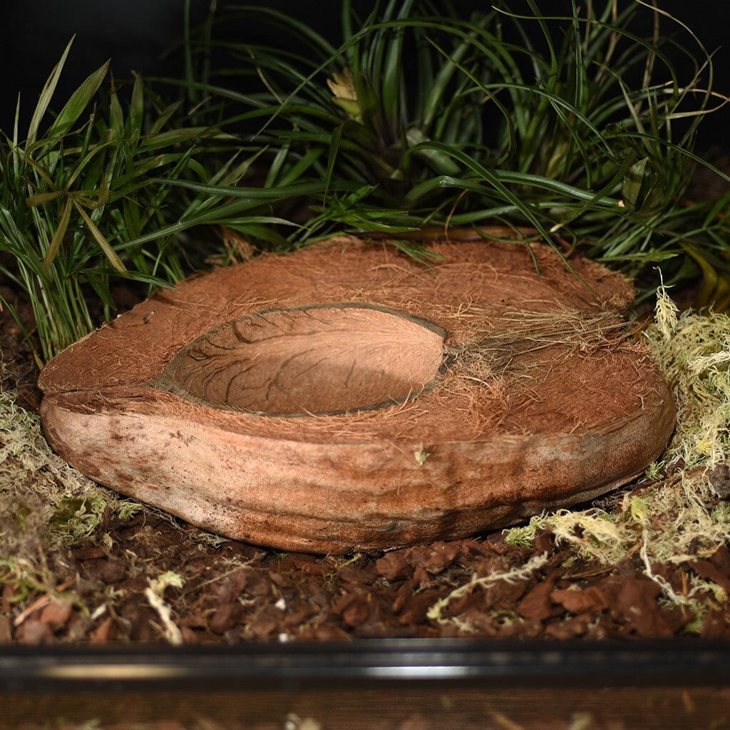Habistat Kokosnuss Trinkschale und Futterschale für Reptilien im Terrarium, naturbelassen und ideal für Pflanzen und Wasser