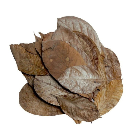 Habistat Mixed Leaves Terrarium Bodengrund, 30er-Pack, natürliche Laubblätter für Reptilien und Terrarien, Dekorationsmaterial