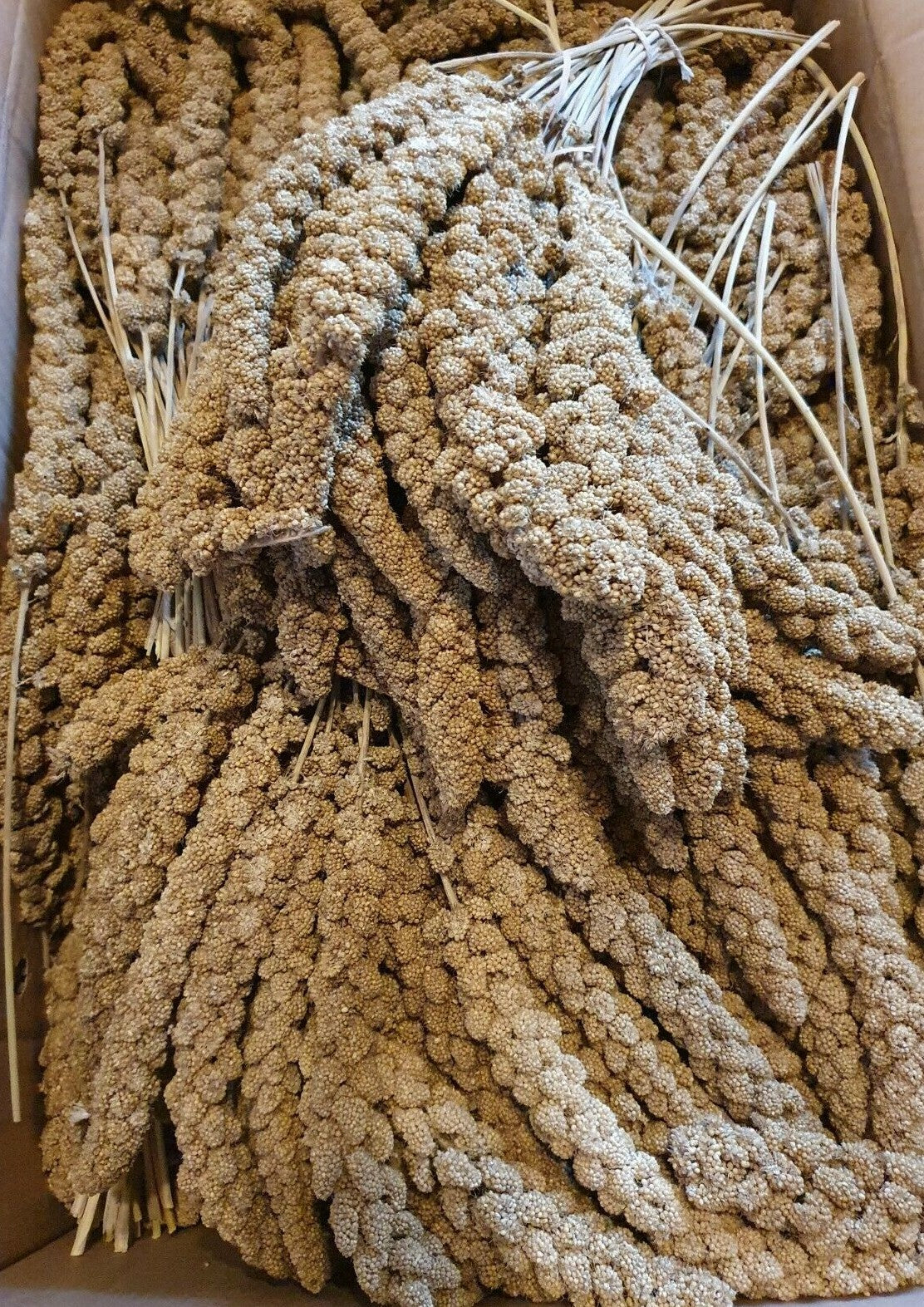 Gelbe Kolbenhirse in 1kg-Packung für Wellensittiche, Kanarienvögel und Nager, natürliches Vogelfutter ohne Marke