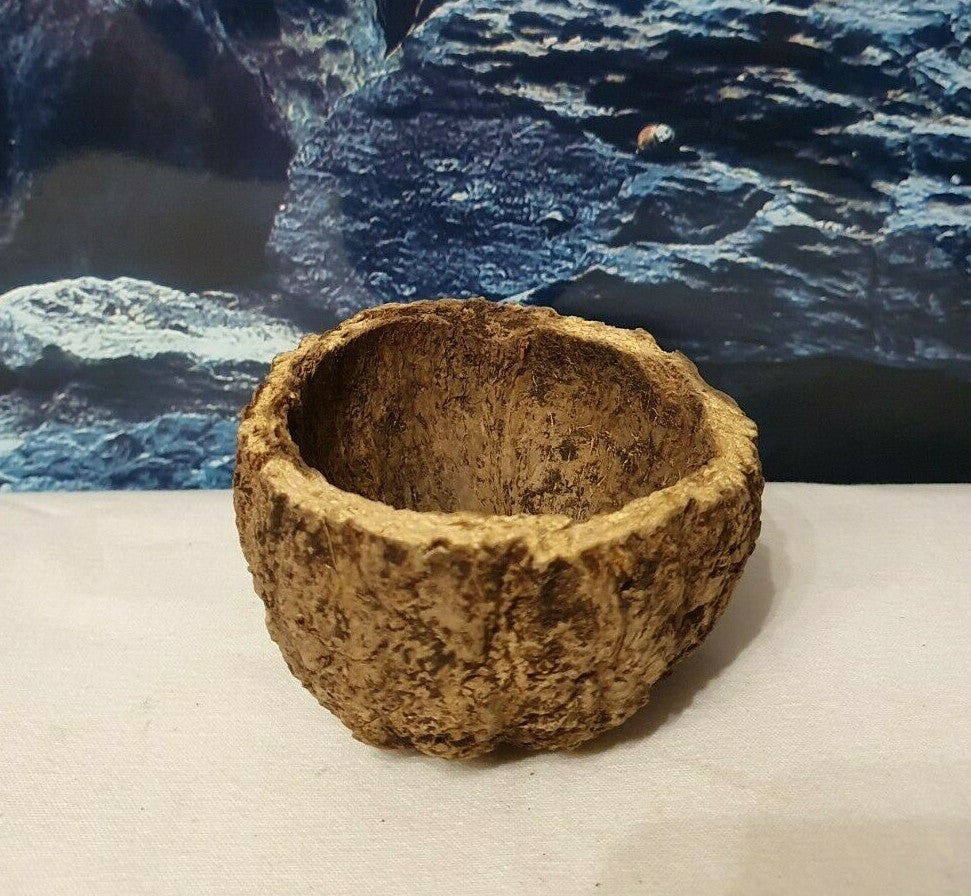 Paranuss Halbschale ca. 8-10cm als Höhle, Futterschale für Aquarium oder Terrarium, natürliche Dekoration.