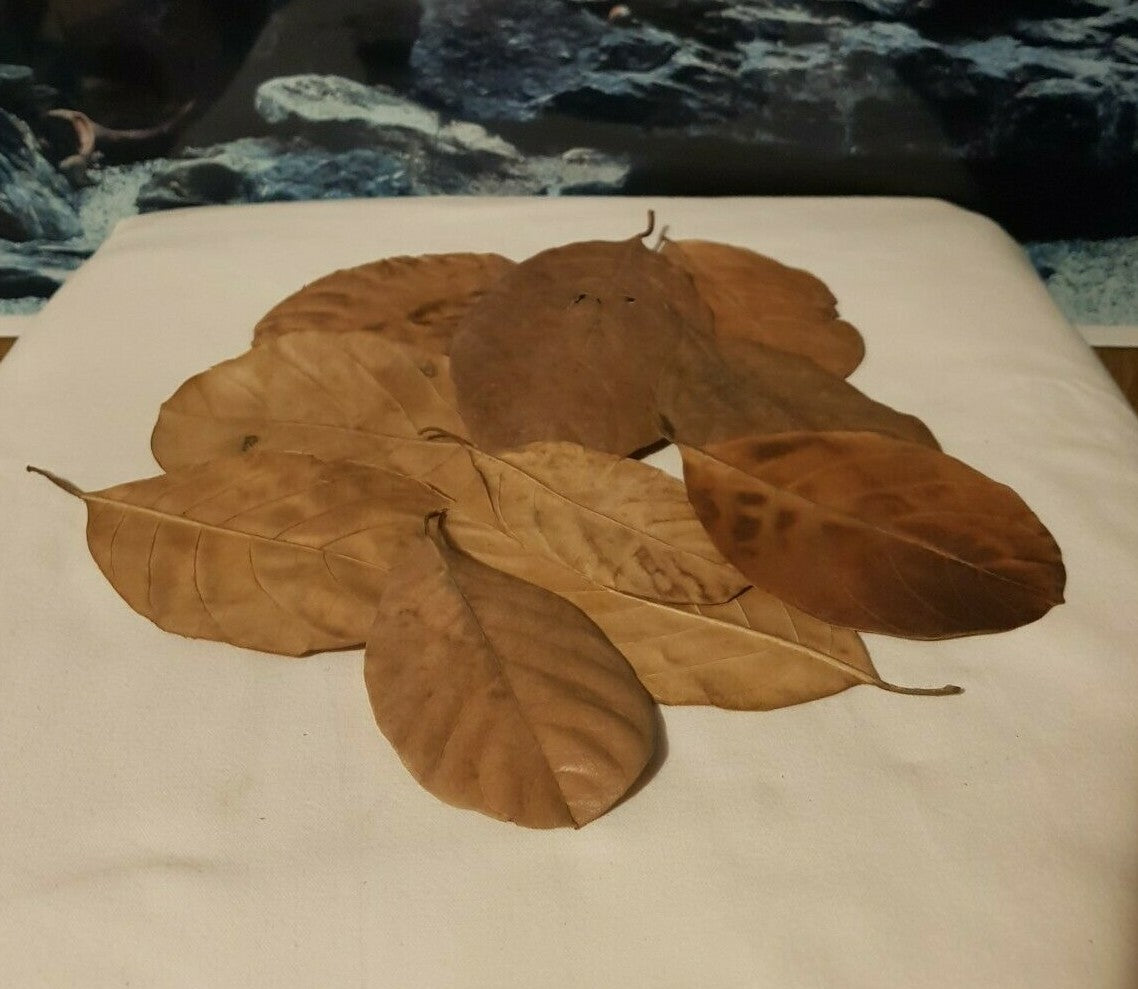Zehn Jack Blätter Laub für Garnelen, Krebse und Welse, naturbelassene Aquarium-Blätter, ca. 10-15 cm lang, biologisch abbaubar