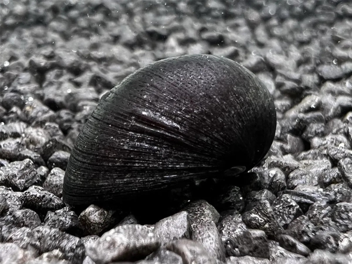 Napfschnecke / Stahlhelmschnecke zur Bekämpfung von Algenbelägen Aquariumscheibe