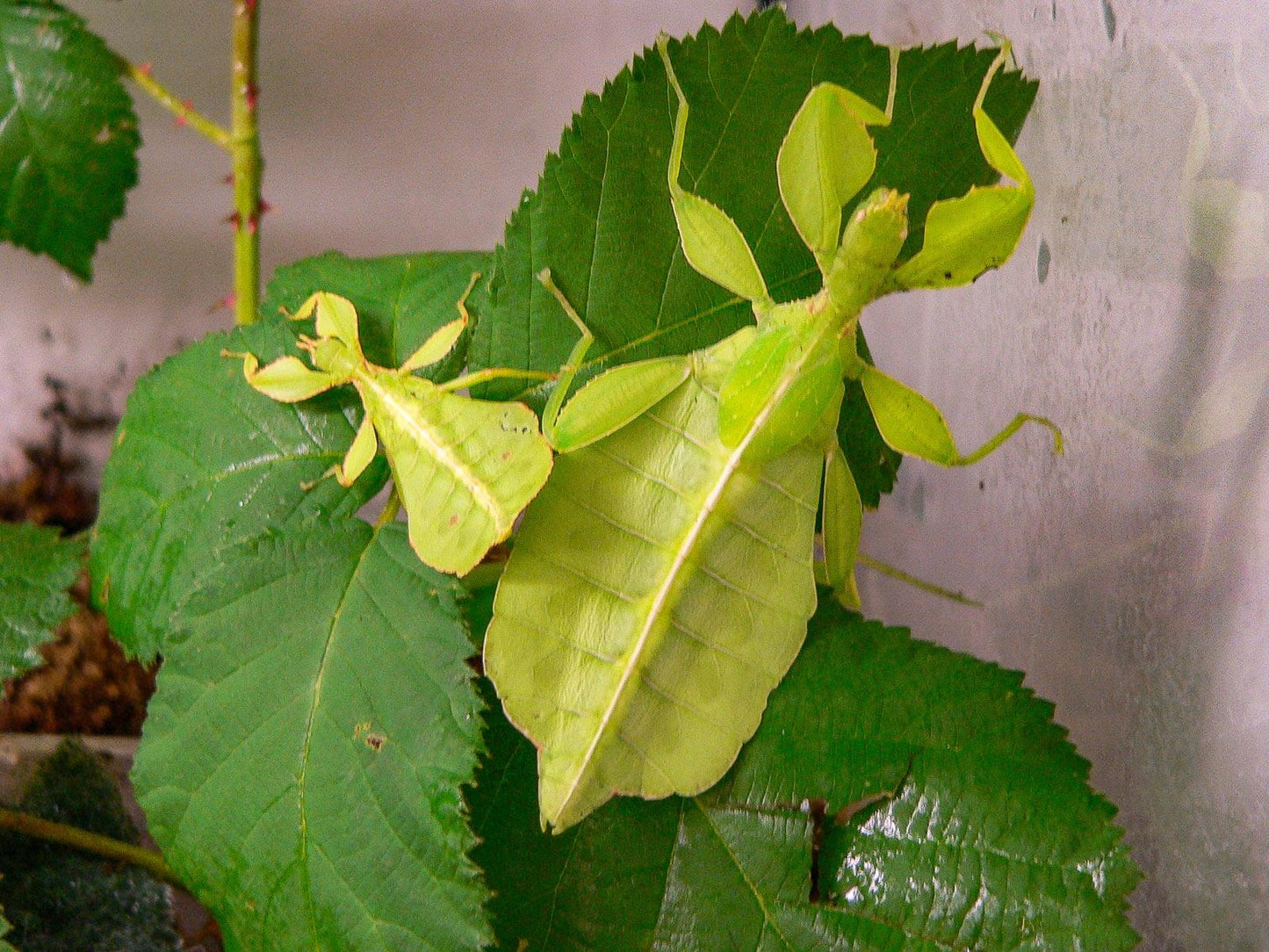 1x Wandelndes Blatt / Phyllium phillipinicum - Terrarium DNZ