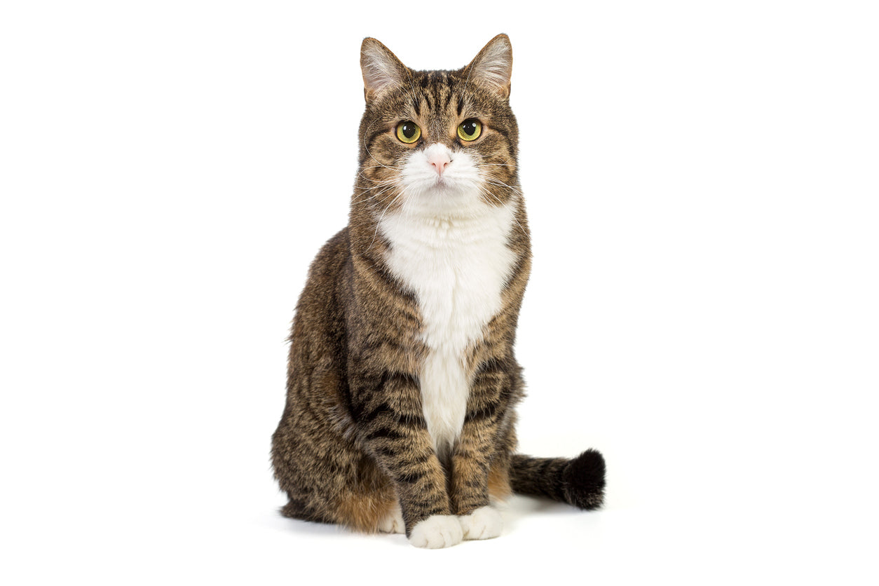 Katzen