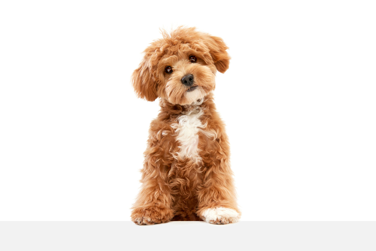 Hunde