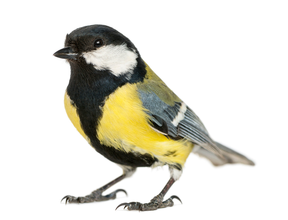 Wildvögel