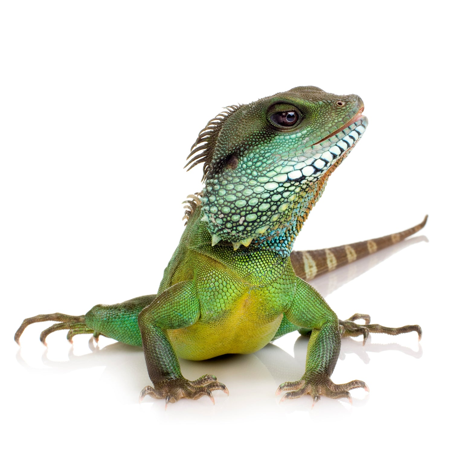Terraristik