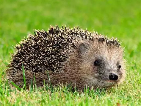 Igel