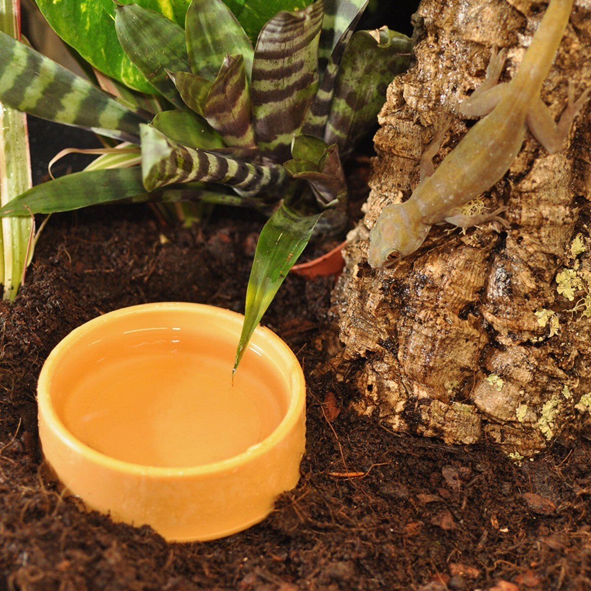 Habistat Plastikschale in L, 13 cm, als Trink- und Futterschale für Reptilien im Terrarium, stabile Kunststoffschale
