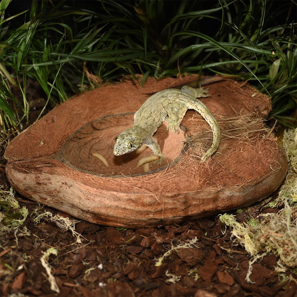 Habistat Kokosnuss Trink- und Futterschale für Reptilien, geeignet für Terrarien und Pflanzen, naturbelassen und robust.
