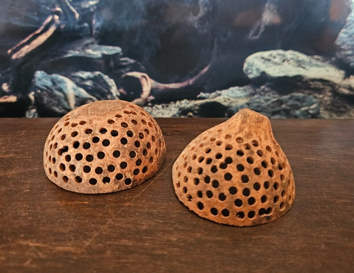 Gelochte Bell Cup Halbschale für Garnelen und Krebse, 5-8 cm, aus Kunststoff, für Aquarium-Höhlen und Verstecke