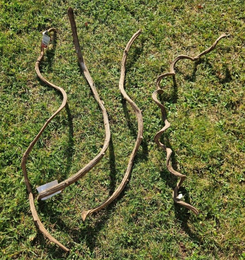 Vier Hobby Holz-Lianen in verschiedenen Längen für Reptilien-Terrarium, natürliche Wurzel-Optik, ideal zum Klettern und Verstecken.