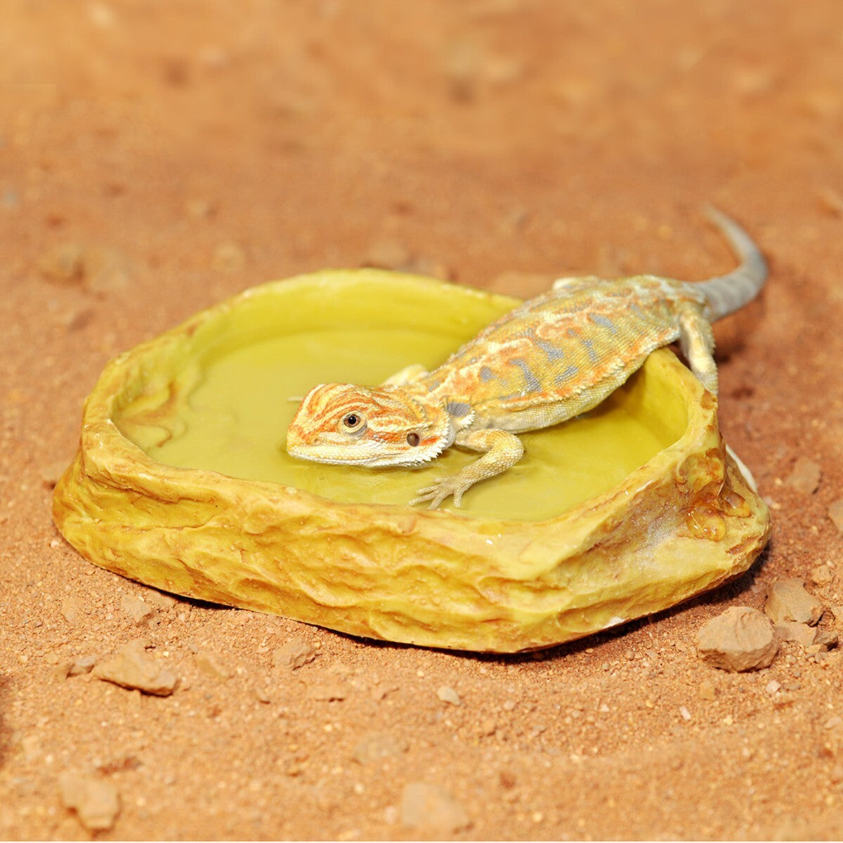Habistat Sand Schale M mit 13cm für Reptilien, Trinkschale aus Repti Rock für Terrarien, Deko für Reptilien.