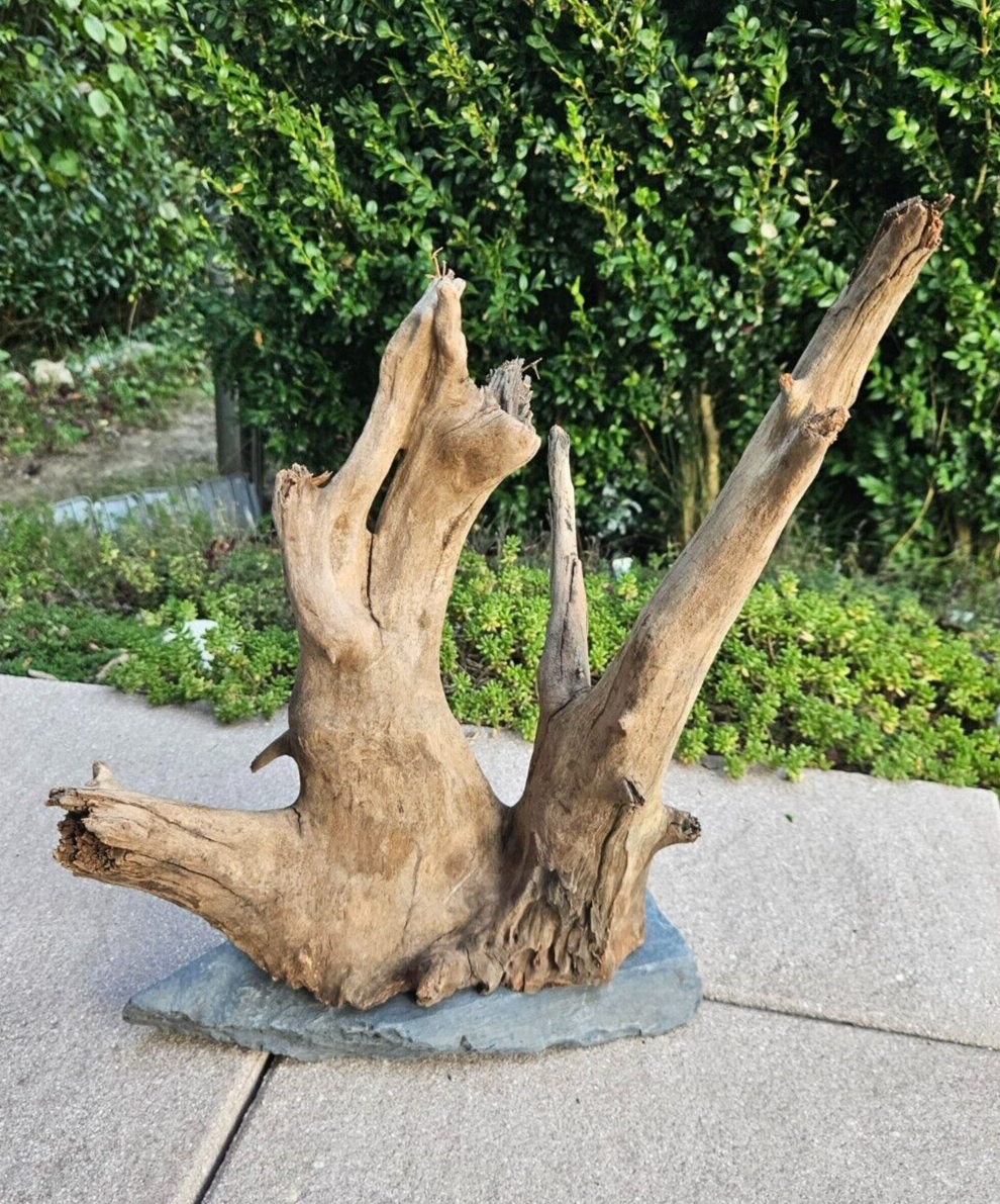 Sera Scaper Wood L Wurzel auf Schieferplatte, 28x16x32cm, Holzdekoration für Welse im Aquarium