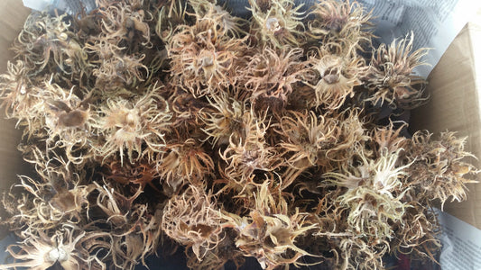 Zehn Hexennüsse Laub Beutel für Garnelen, Welse, Krebse, Aquariumfische, natürliche Aquarien-Deko, 4-8cm