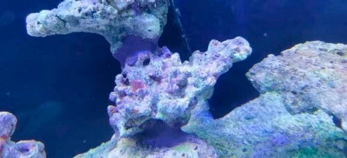 Dupla Marin Reef Former 500g, Korallen- und Riffaufbau-Kleber, Plastikdose mit kleinem Löffel, für Aquarien und Meerwasseraquarien