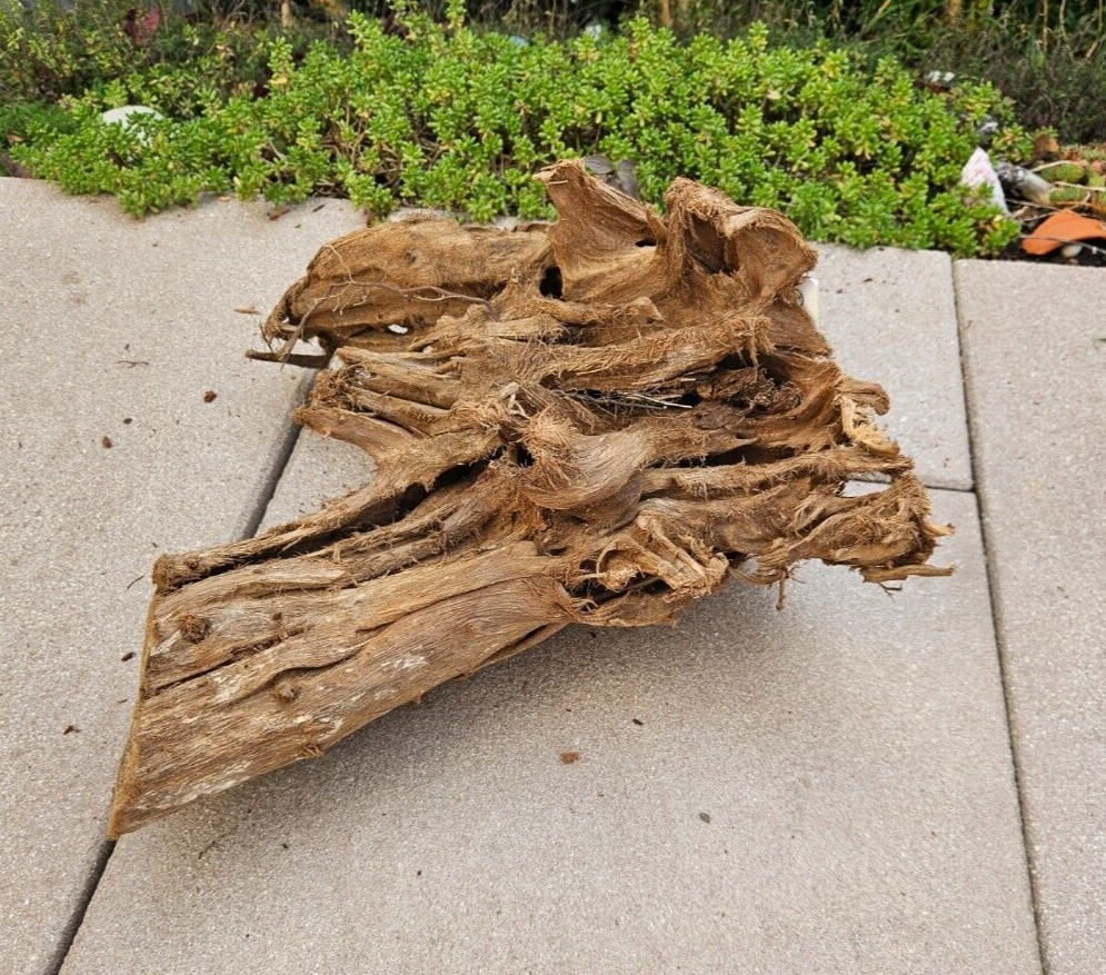 Hobby Mangrovenwurzel, 29x15x26cm, natürliches Holz für Welse, Fische im Aquarium oder Terrarium, dekoratives Aquariumzubehör