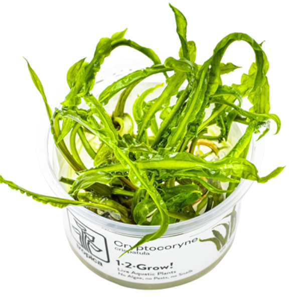 Tropica Cryptocoryne crispatula genoppter Wasserkelch, Aquarium Pflanze in-vitro mit grünen, gezackten Blättern