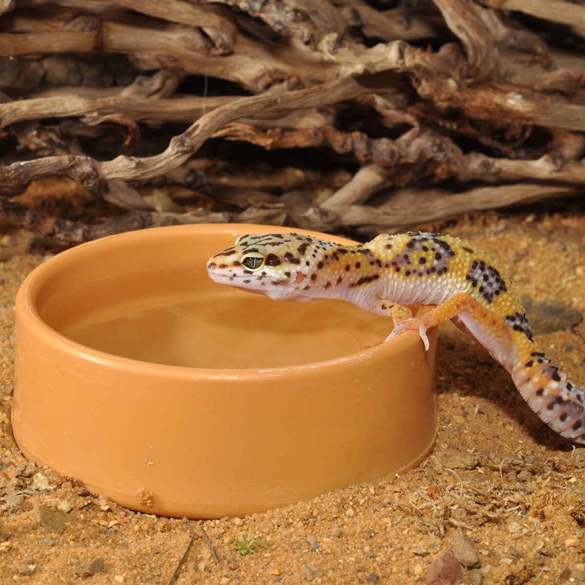 Habistat Plastikschale für Reptilien, 13 cm Trink- und Futterschale aus robustem Kunststoff für Terrarien.