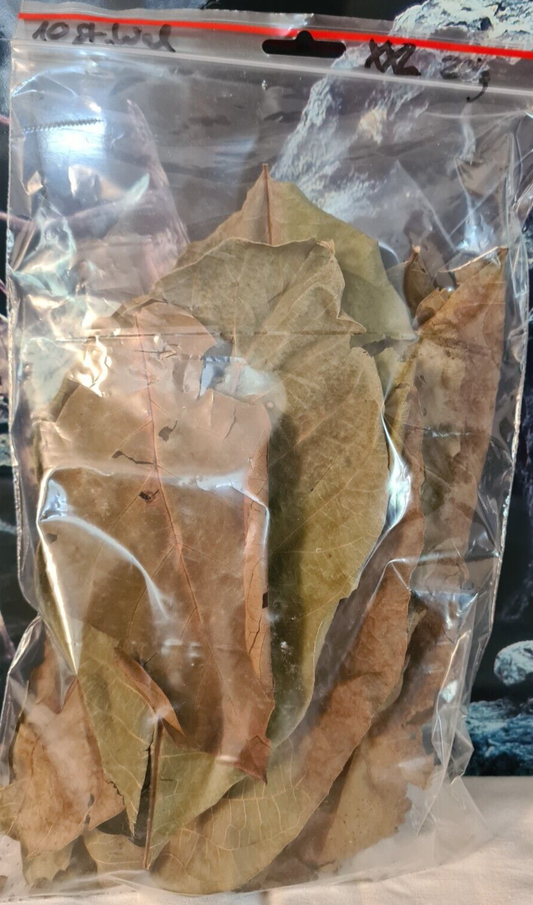 Zehn grün-braune XXL Walnussblätter im Beutel, geeignet als Laubfutter für Garnelen, Welse und Krebse