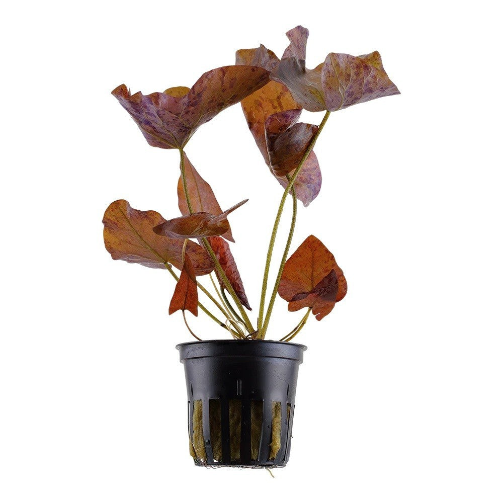 Roter Tigerlotus Aquarium Pflanze von Tropica, detailreiche Wasserpflanze mit grünen Blättern und roten Blüten für Aquarien-Dekor