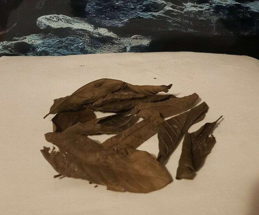 Zehn schwarze Guaveblätter Laub, 8-15 cm, für Garnelen, Krebse und Welse, natürlicher Aquarienpflanzen-Ersatz
