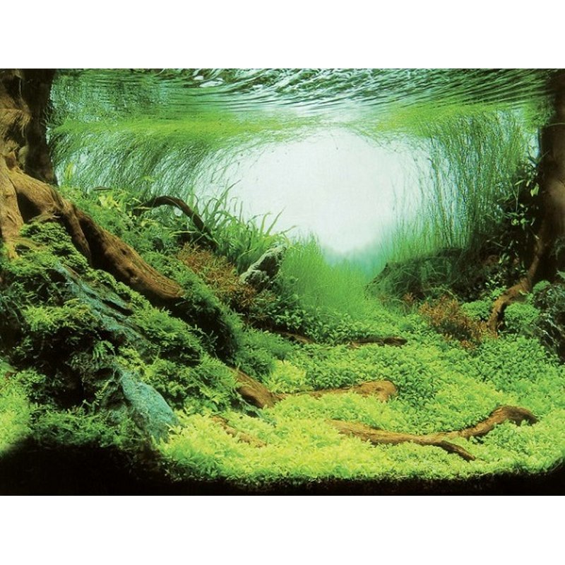 Aqua Nova Fotorückwand Plants/Ocean L, 100x50cm, dekorative Aquarium-Rückwand mit Pflanzen- und Meeresmotiven.