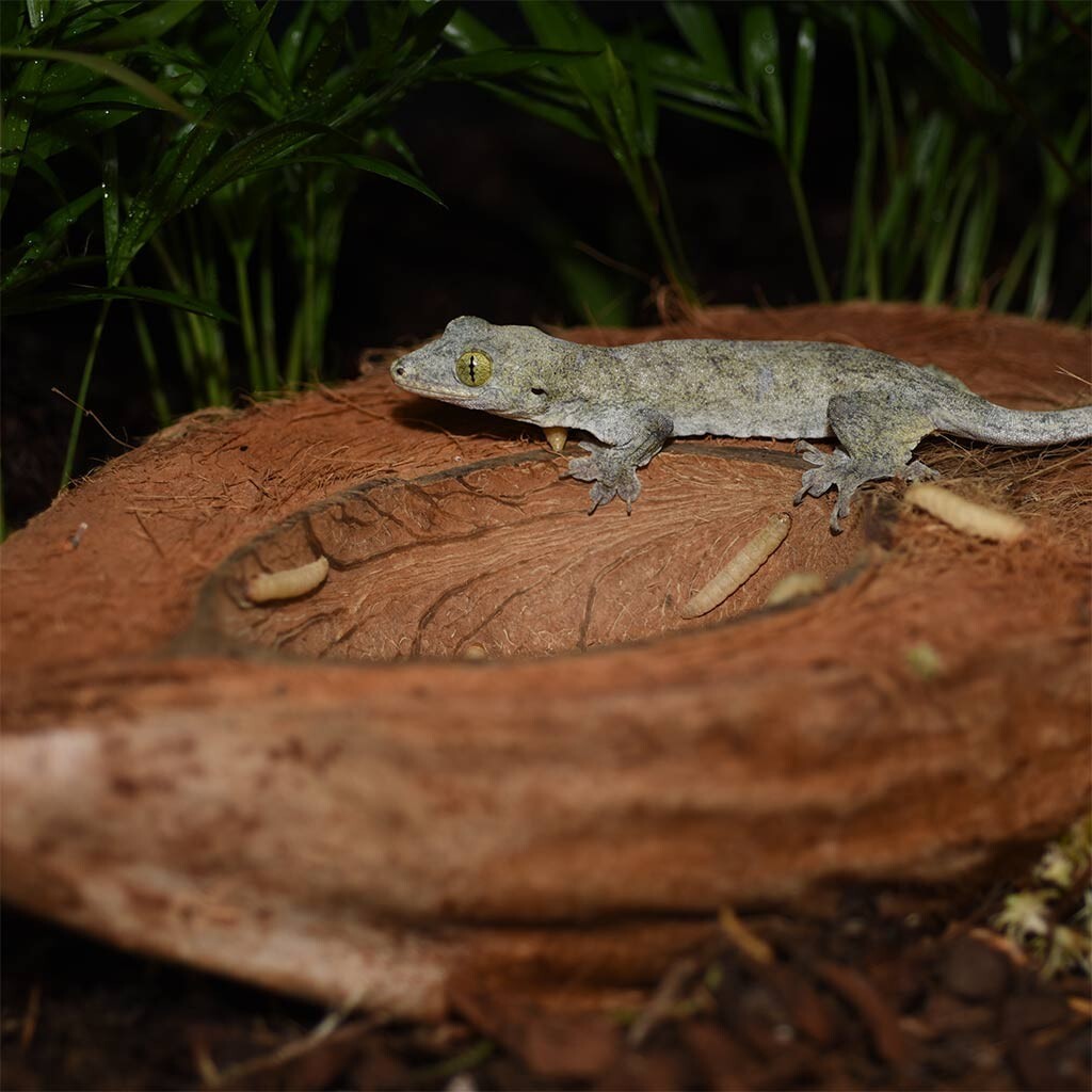 Habistat Kokosnuss Trink- und Futterschale für Reptilien, geeignet für Terrarien mit natürlichen Pflanzen, langlebiges Kokosmaterial