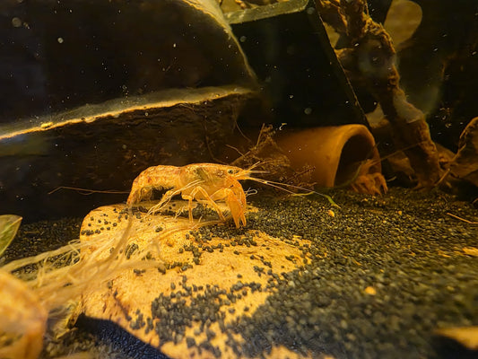 Drei orange Zwergflusskrebse von Fische-Aquaristik, Cambarellus patzcuarensis, im Aquarium sichtbar, mit orangefarbenen Schalen.