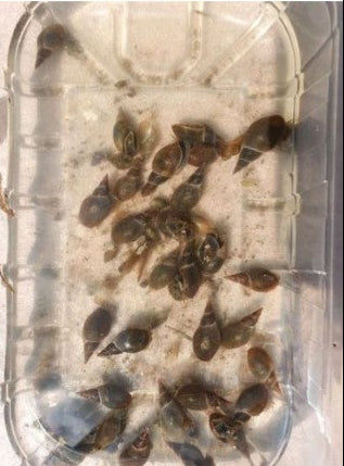 10x Spitzhornschnecken Schnecken Teichschnecken Spitzschlammschnecken Gartenteich DNZ