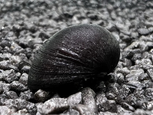 Napfschnecke / Stahlhelmschnecke zur Bekämpfung von Algenbelägen Aquariumscheibe