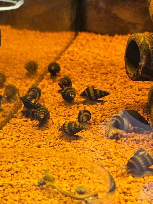 10x Raubturmdeckelschnecke / Anentome Helena Aquarium Schnecke Raubschnecke