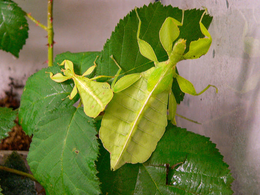Wandelndes Blatt /  Phyllium phillipinicum - Terrarium DNZ